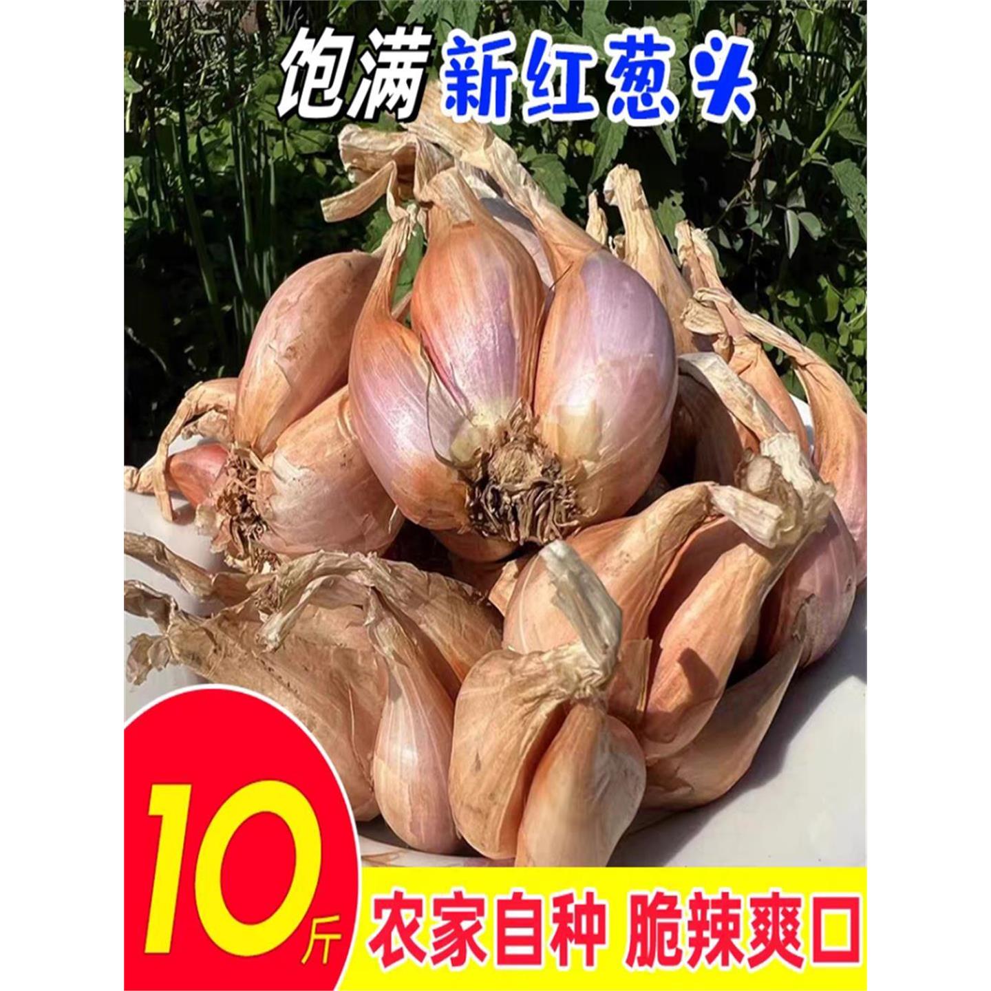 葱类红头新鲜蔬菜种可食用