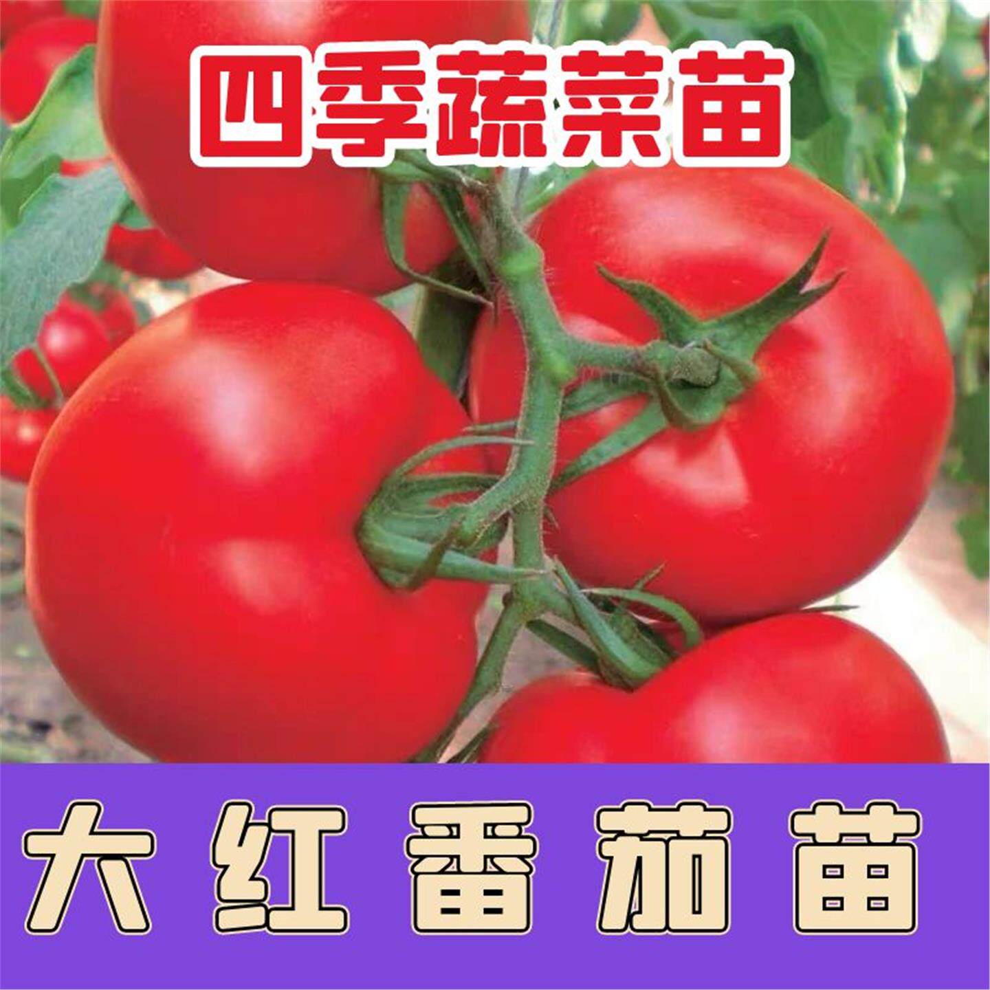 硬果大红番茄苗秧老品种石