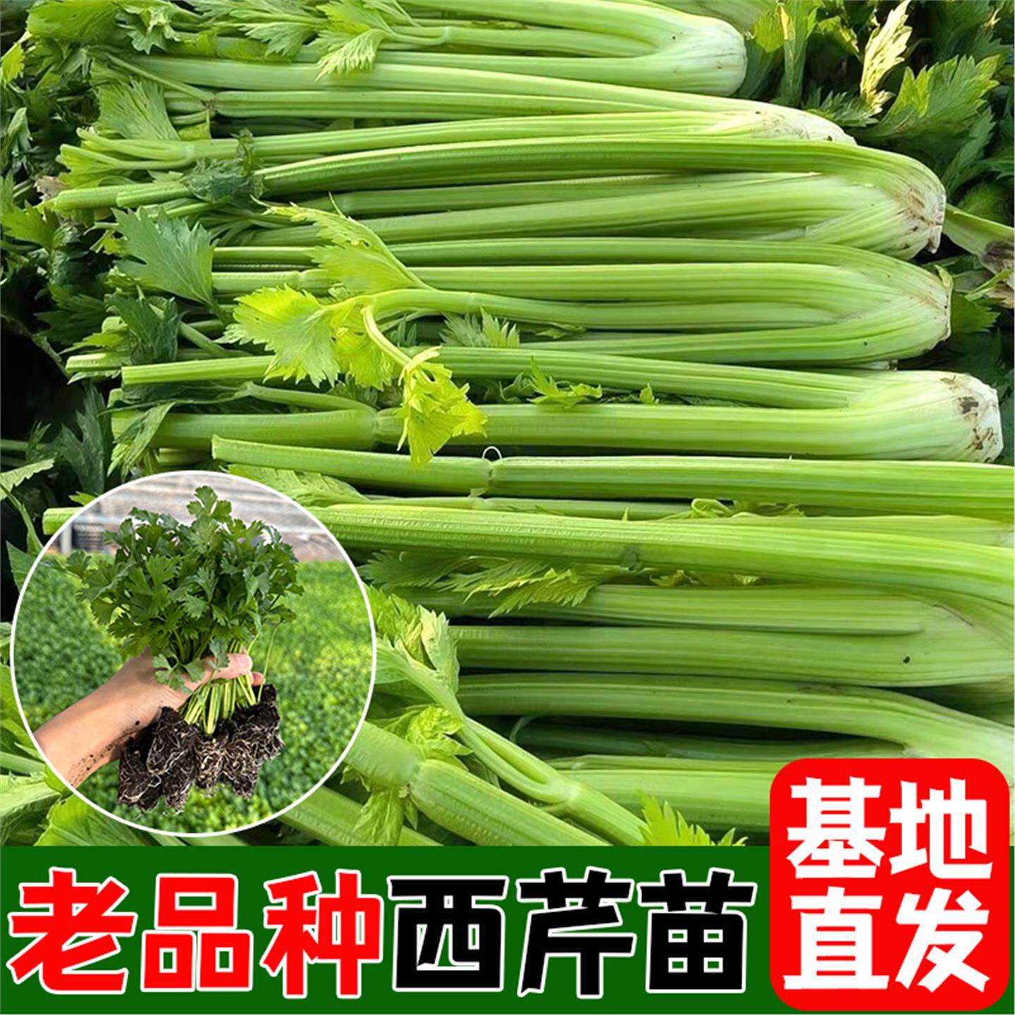皇后西芹秧苗菜种子香新鲜