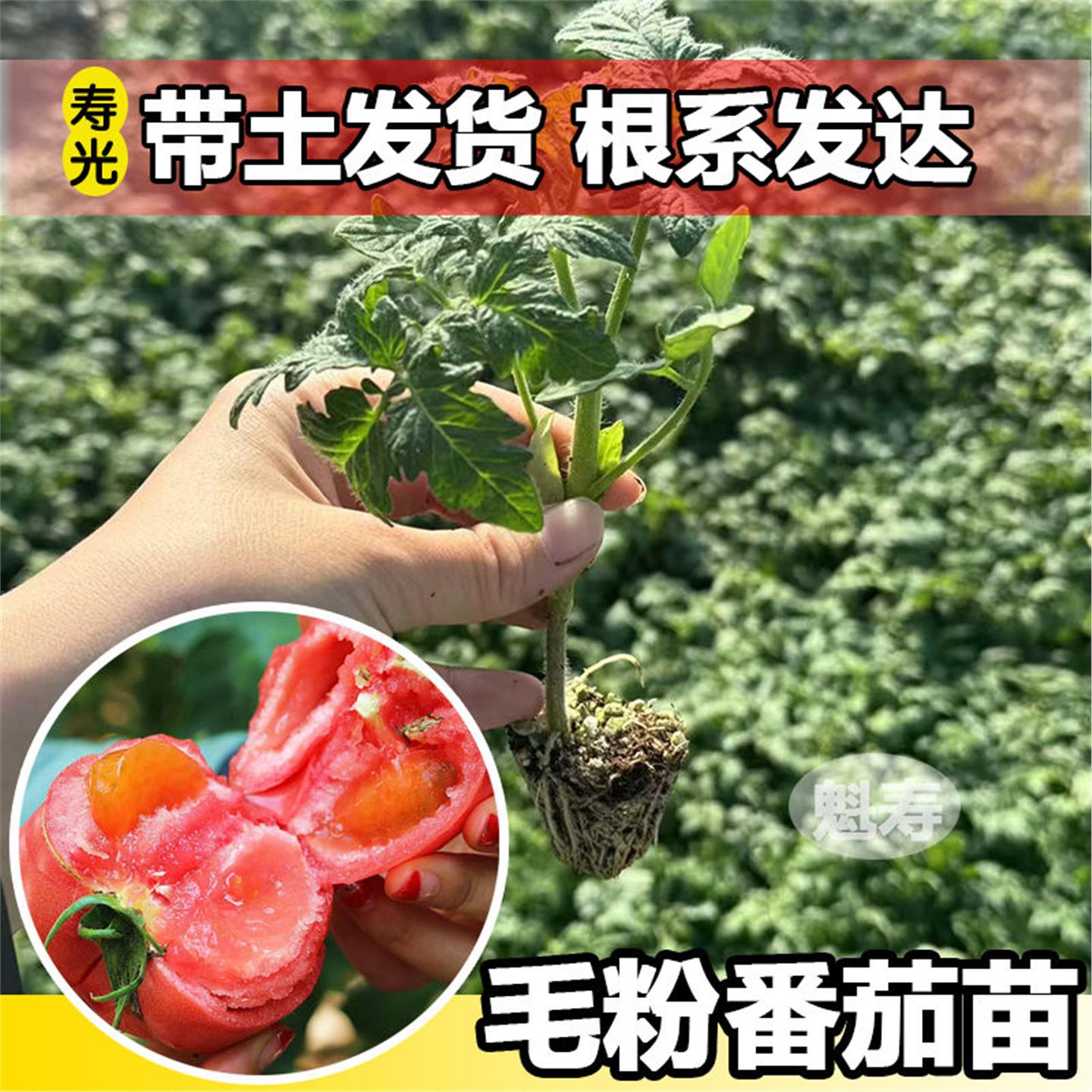 老品种沙瓤毛粉802番茄苗
