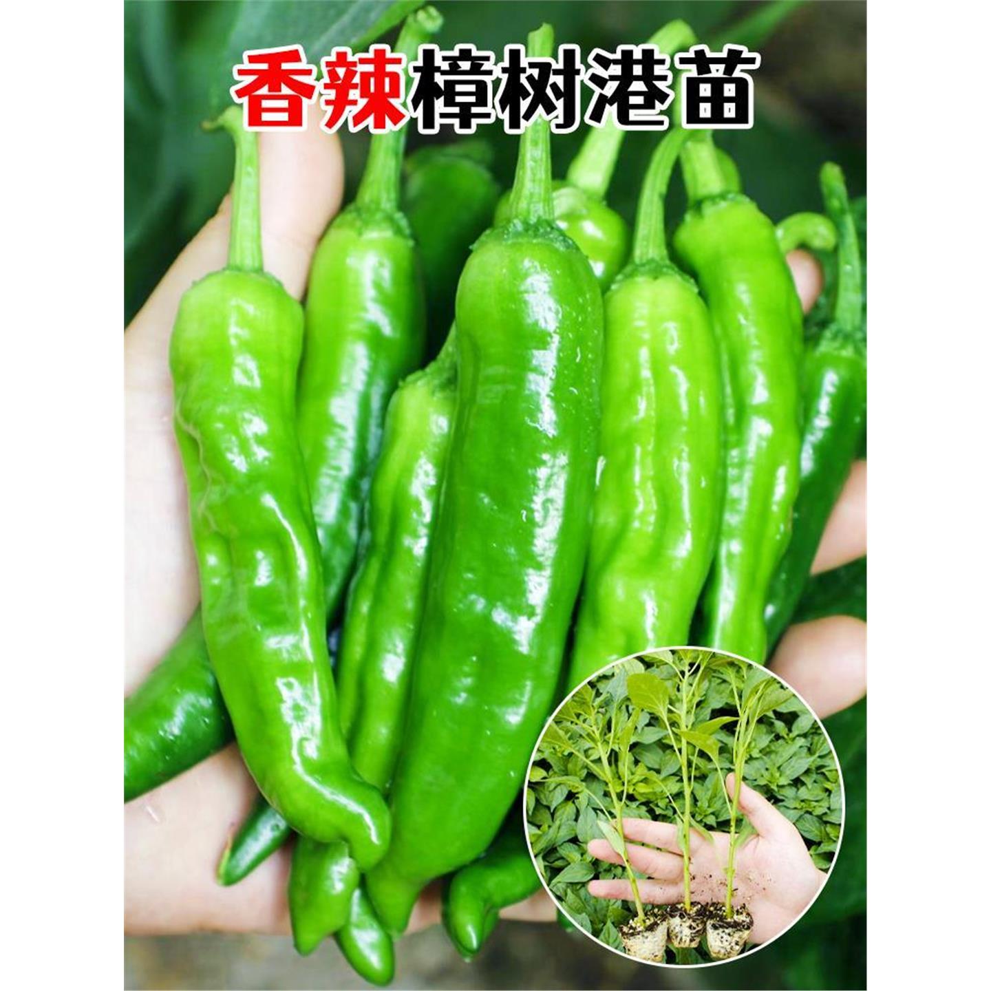 正宗樟树港辣椒种子籽孑苗