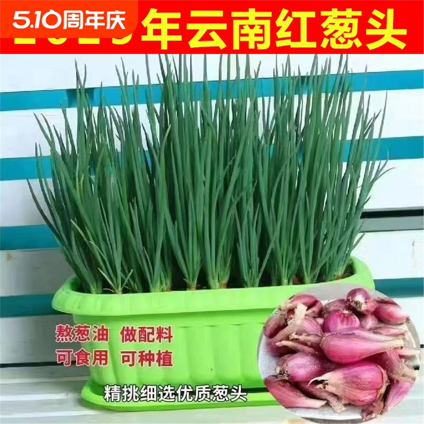 红葱头香火自家种盆栽四季