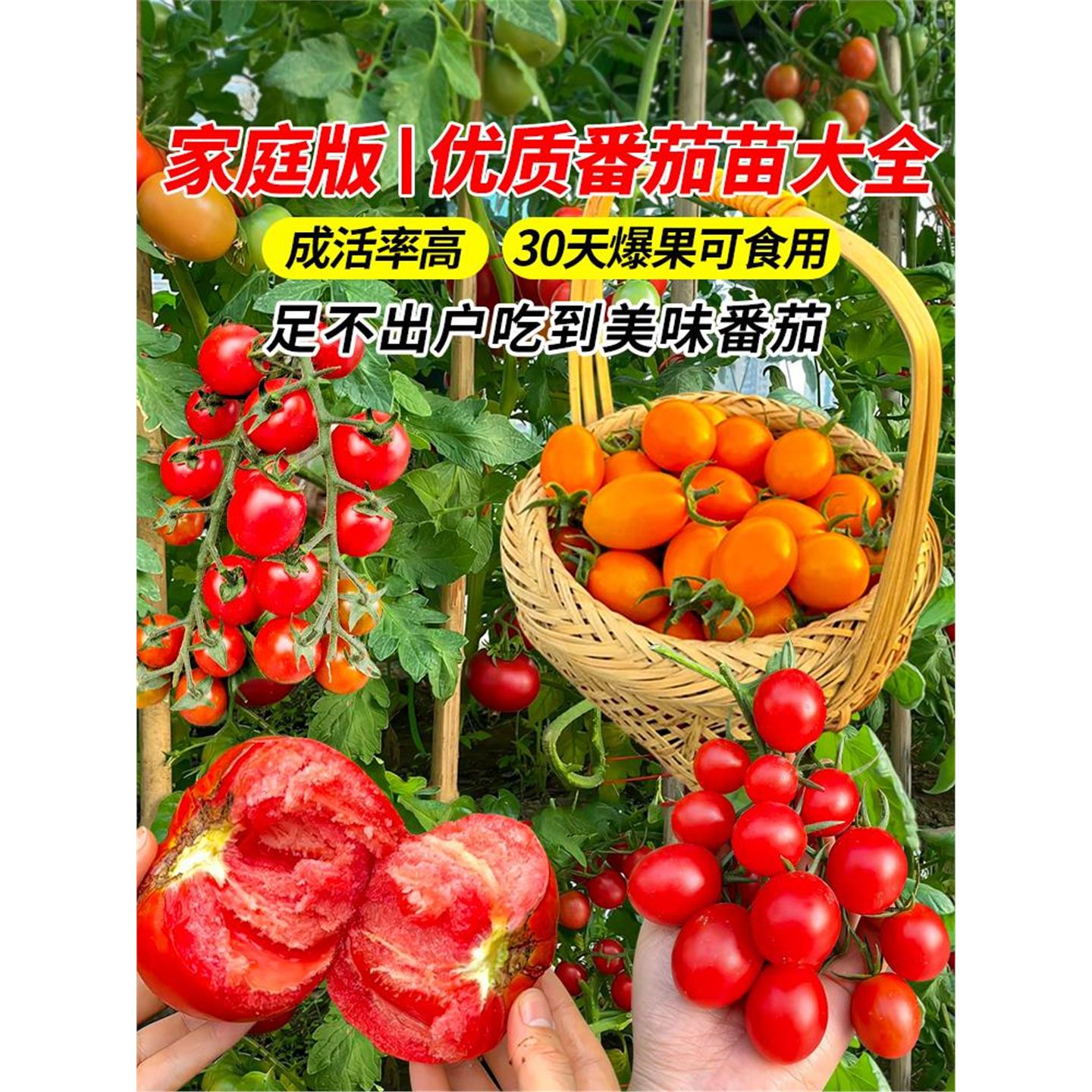 四季小番茄苗秧盆栽矮生西