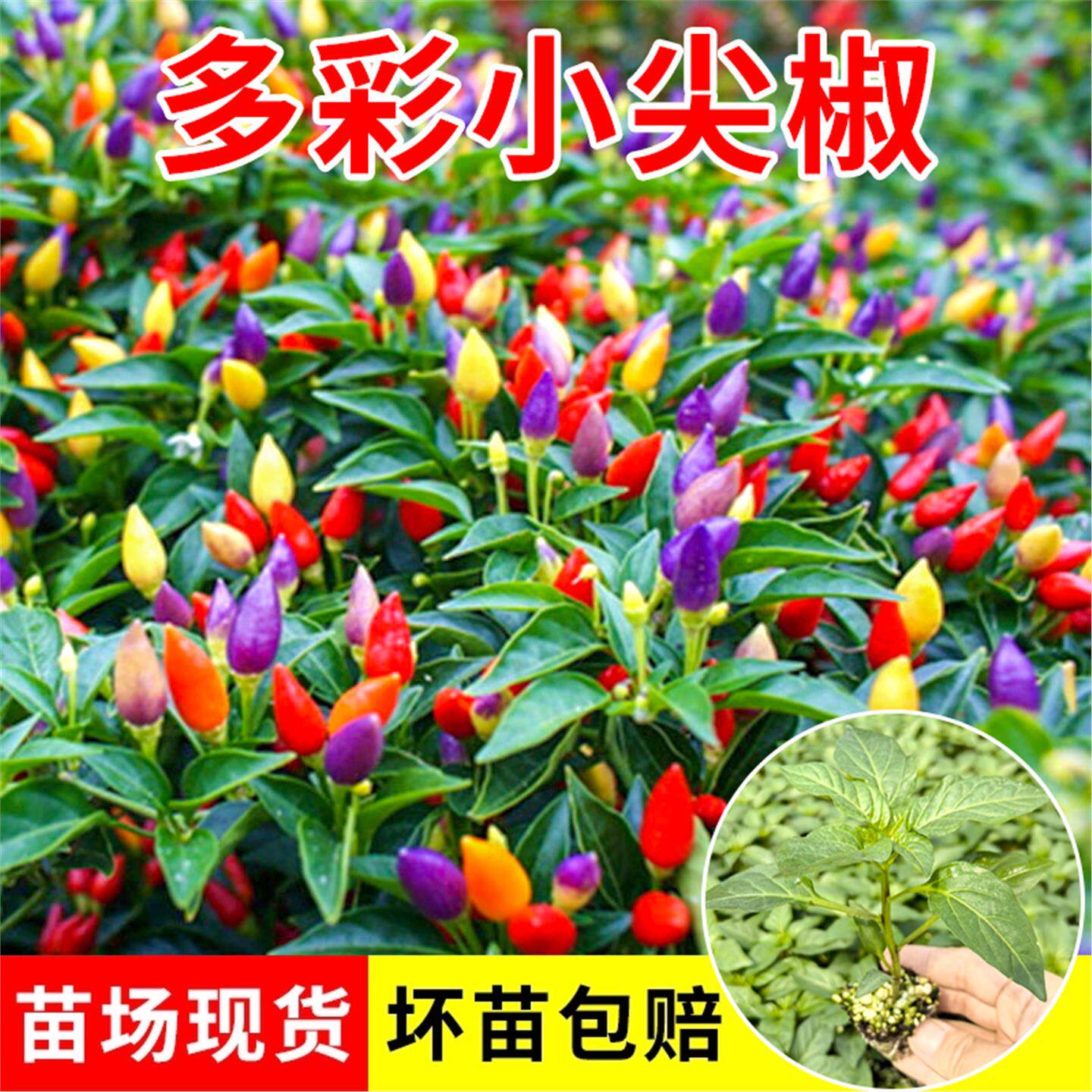 多彩小尖椒种子苗秧辣籽朝