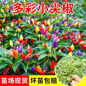 多彩小尖椒种子苗秧辣籽朝