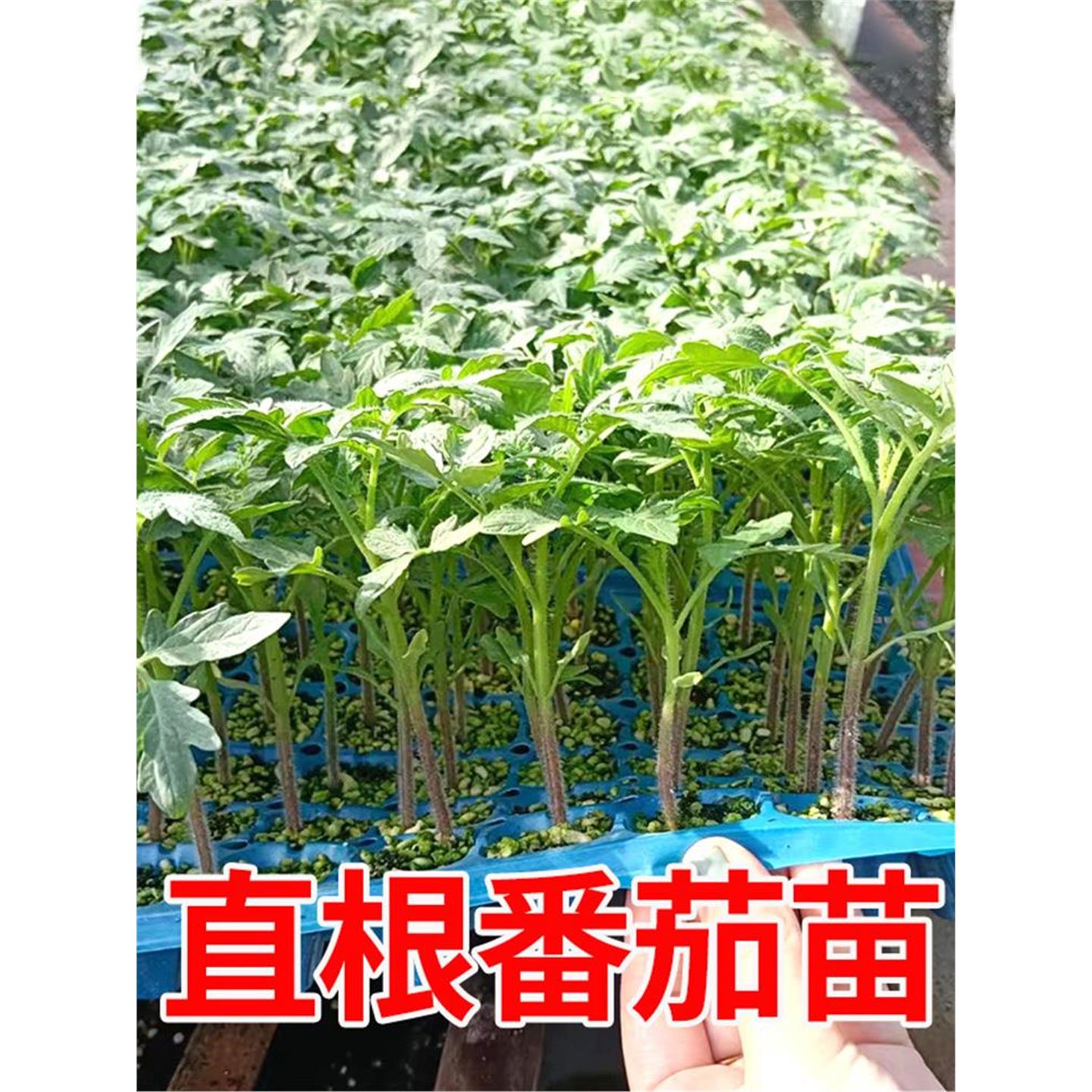 各种蔬菜苗西红柿幼盆栽辣