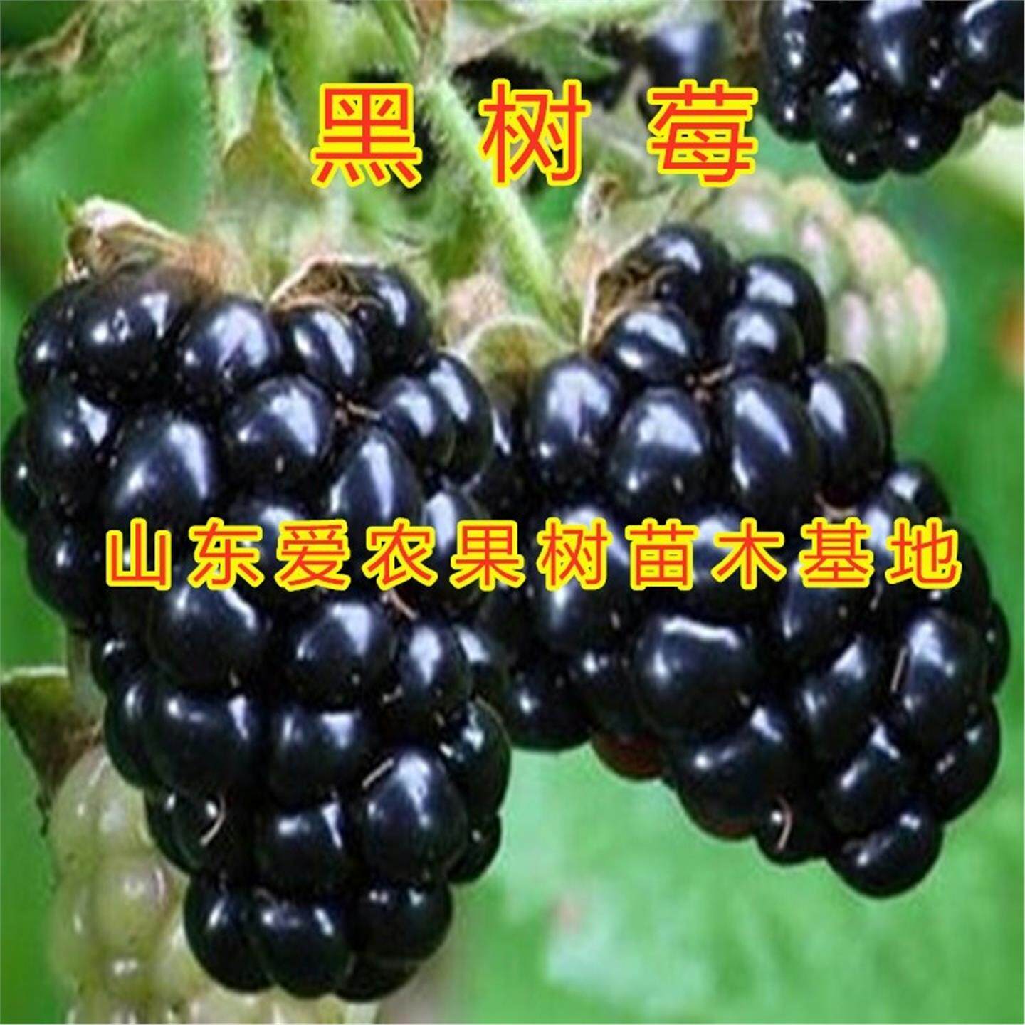 黑树莓苗南北方种植红宝石