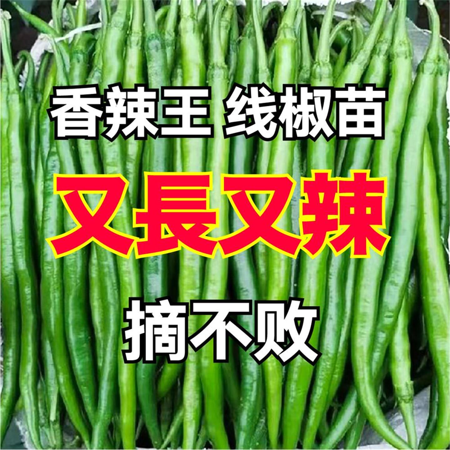 香辣王超长线椒苗秧四季盆