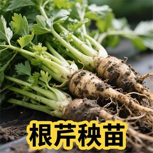 地中海根芹秧苗芹菜苗子蔬菜芹菜根苗秧苗菜苗孑苗子根秧苗子