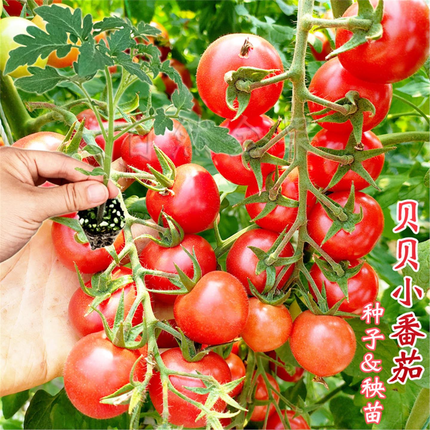粉贝樱桃番茄种子苗千禧圣