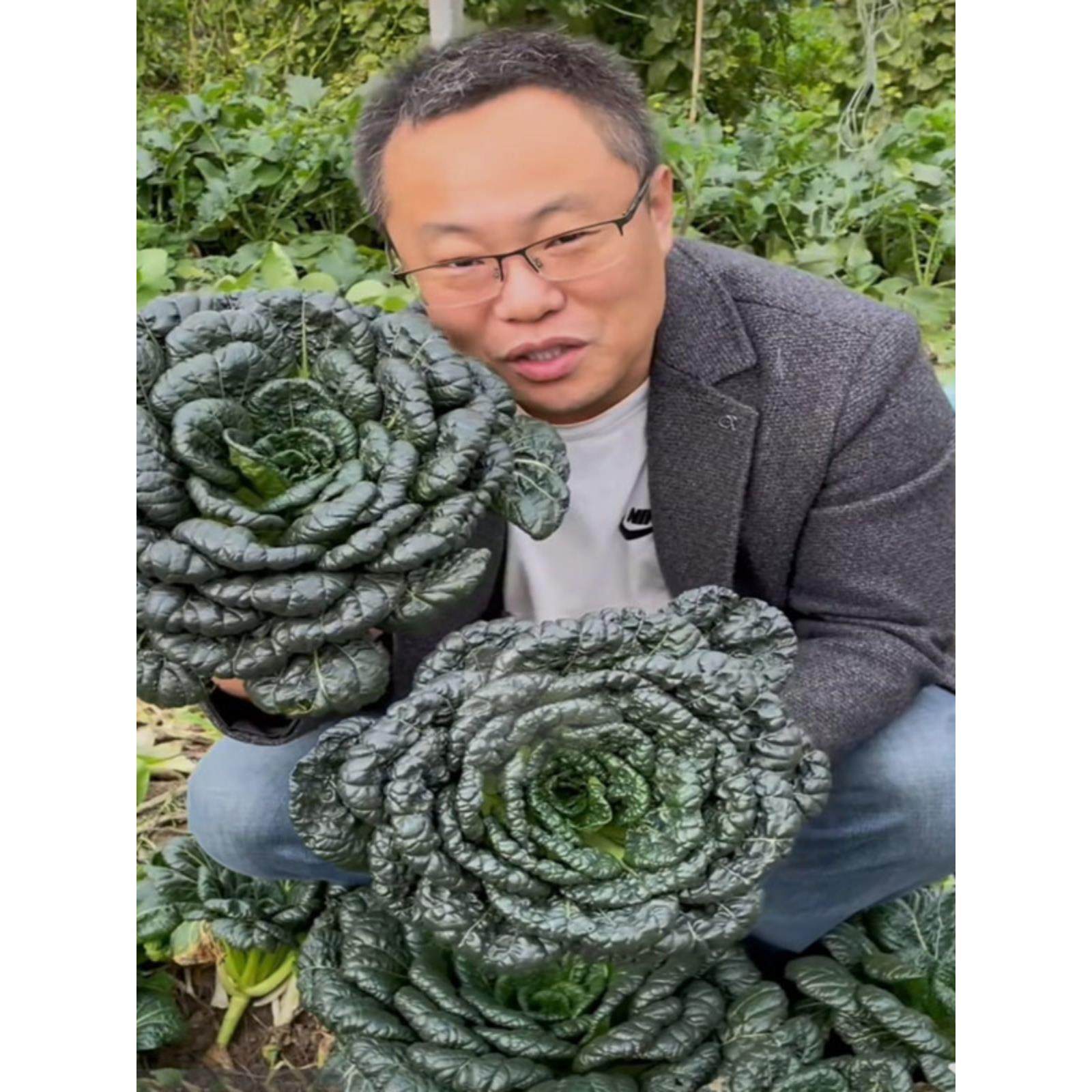 中八叶乌塌菜籽种子蔬孑四