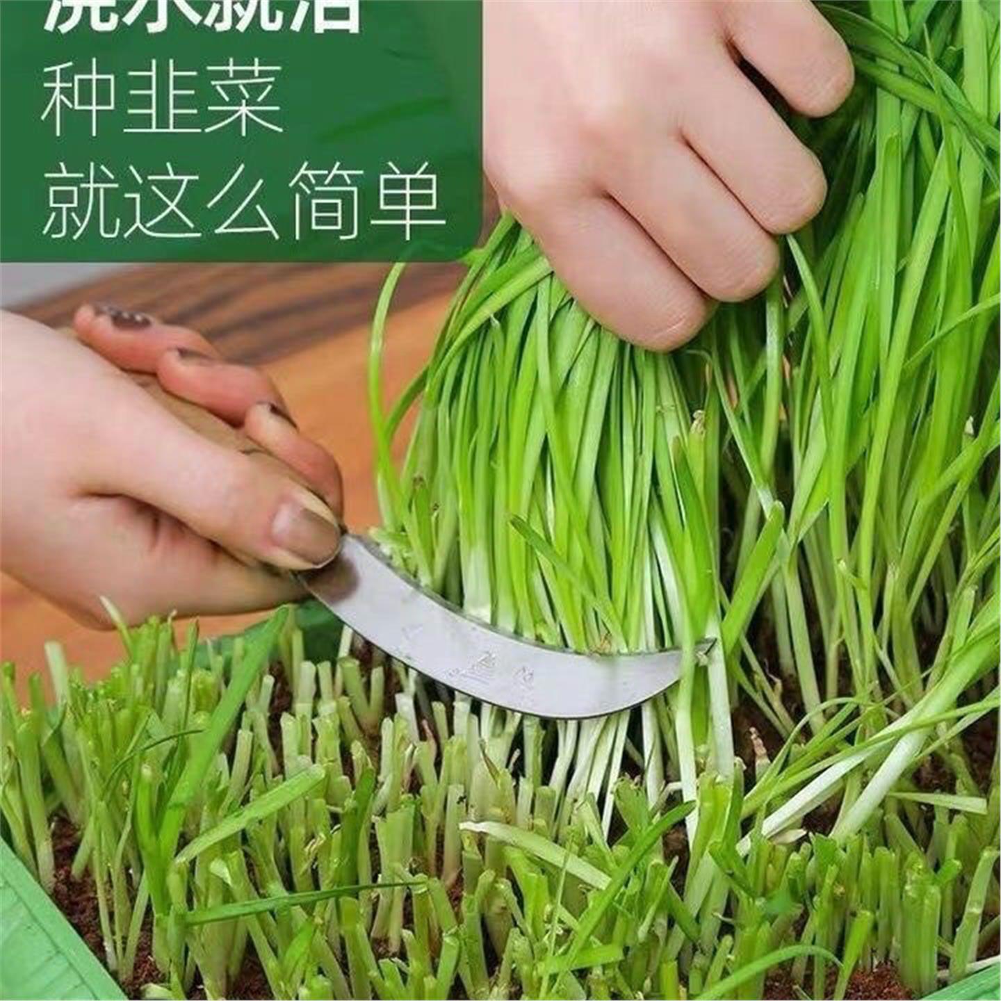 新韭菜根苗香小叶大四季可