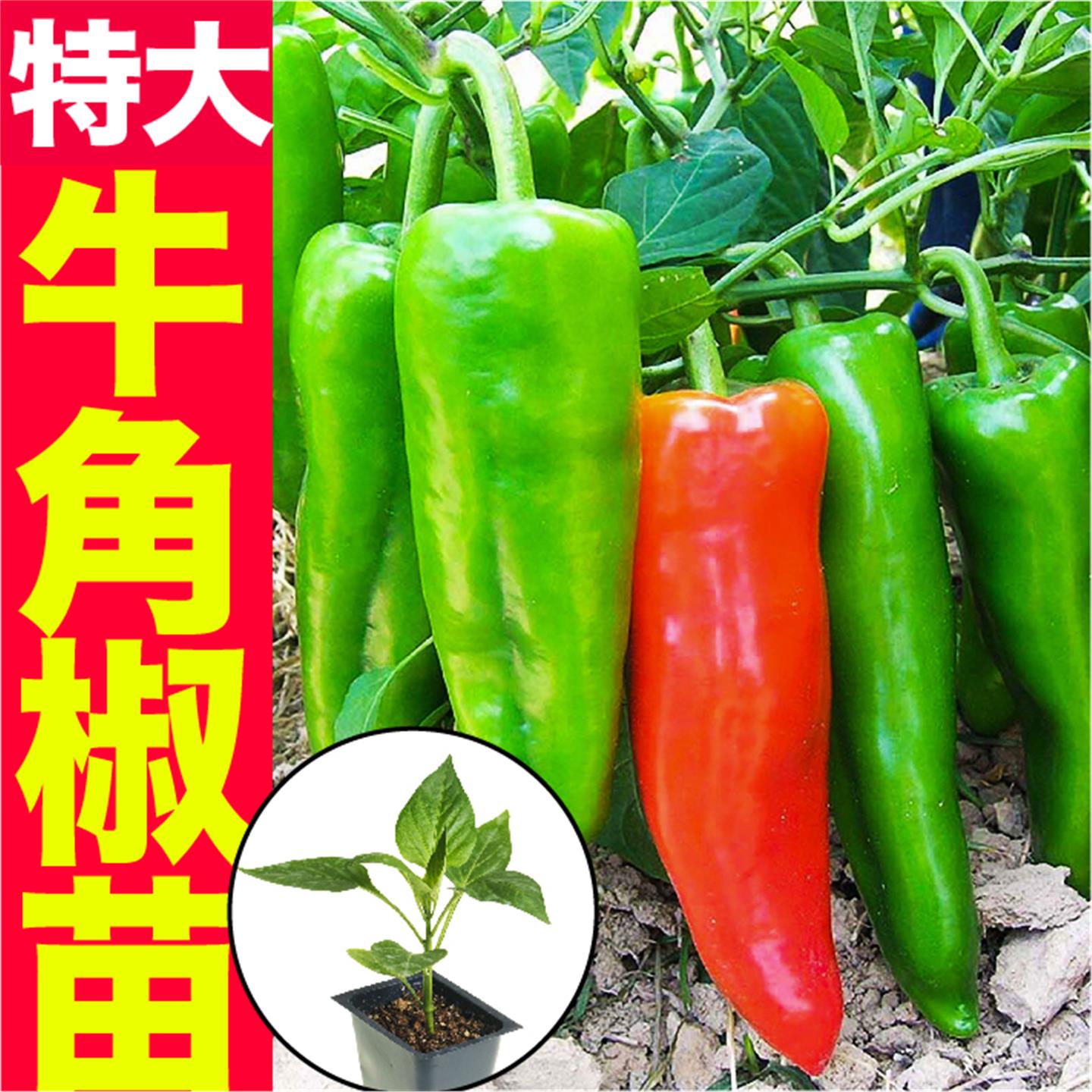 特大牛角椒苗秧带土发货果