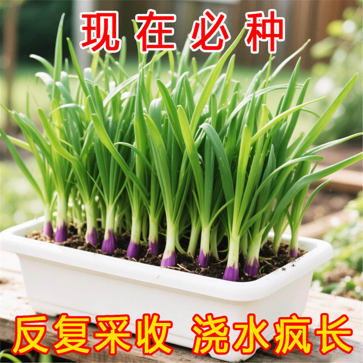 【头茬现挖】紫根韭菜苗宽