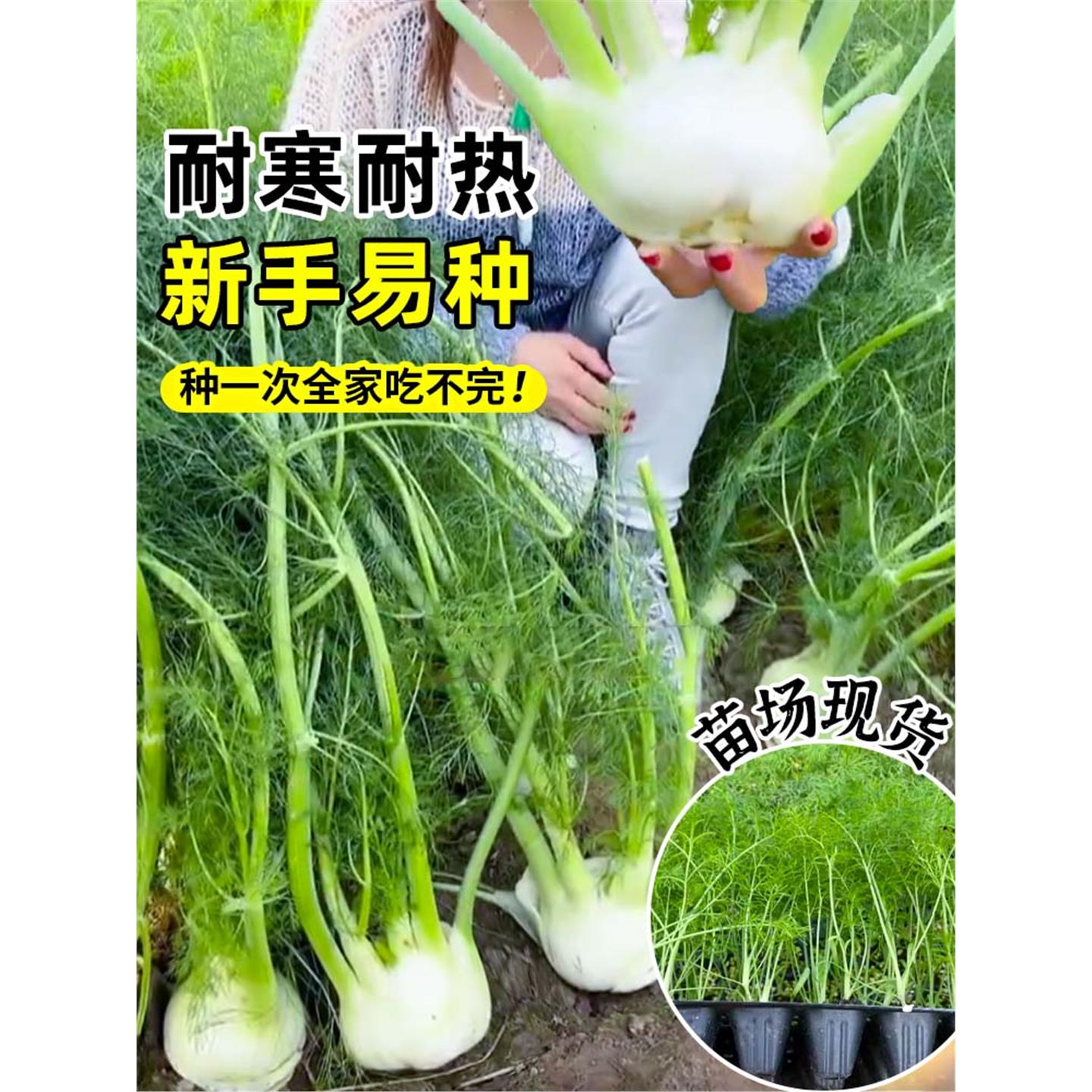 山东寿光正宗香味浓球茎茴