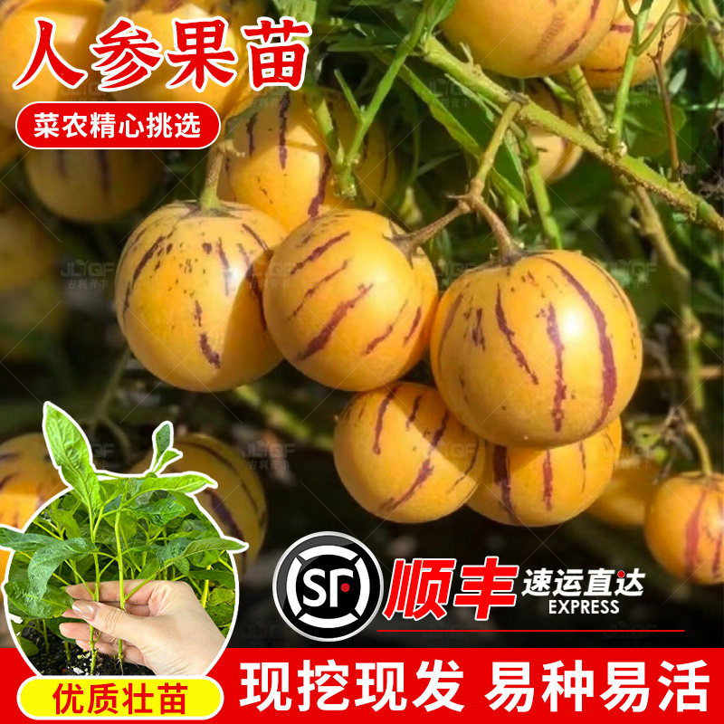 人参果苗树南方水种子穴盘