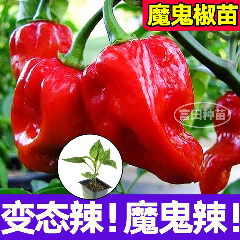 寿光红黄魔鬼椒苗秧变态辣