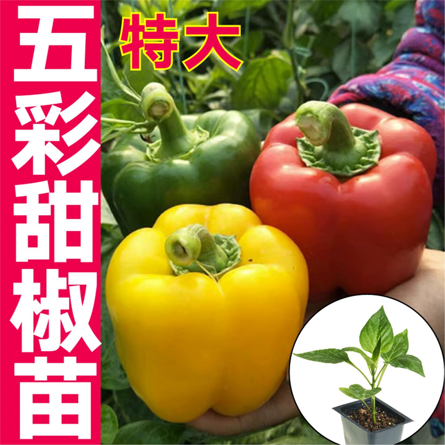 特大五彩辣椒苗秧带土球四