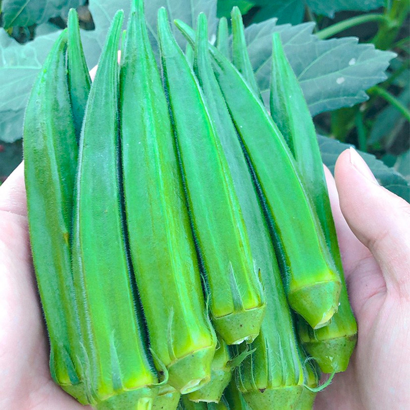 水果秋葵种孑籽四季苗秧蔬菜种子幼苗阳台菜苗盆栽带土冬季菜种