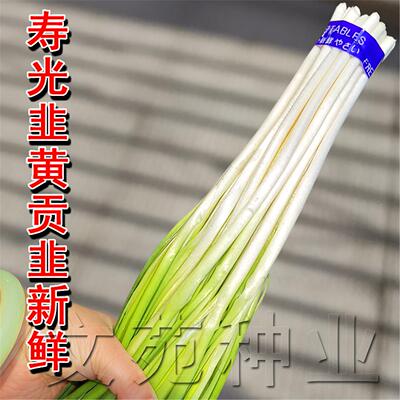 寿光韭黄白独根红菜种子籽