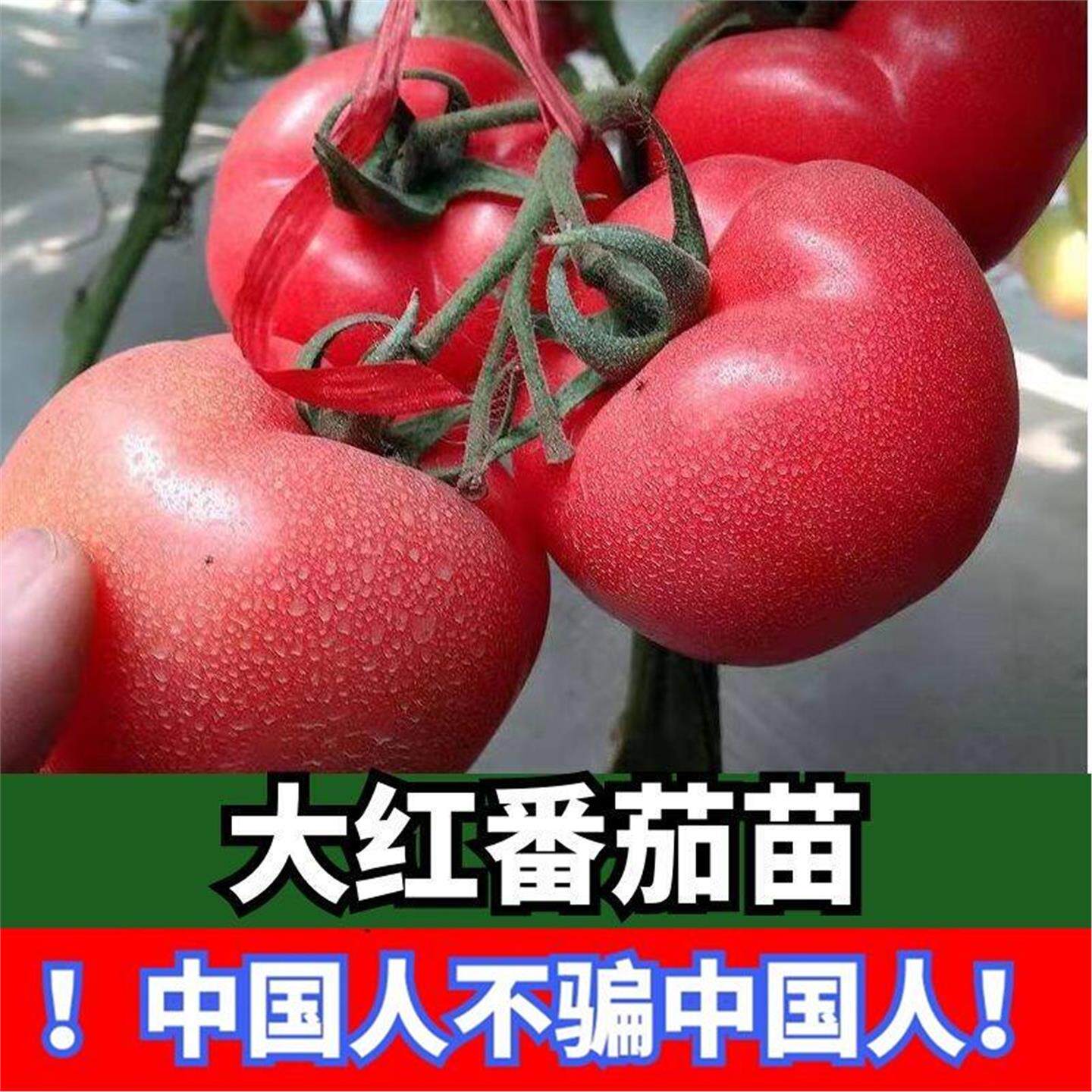 大红番茄苗子樱桃小圣女果