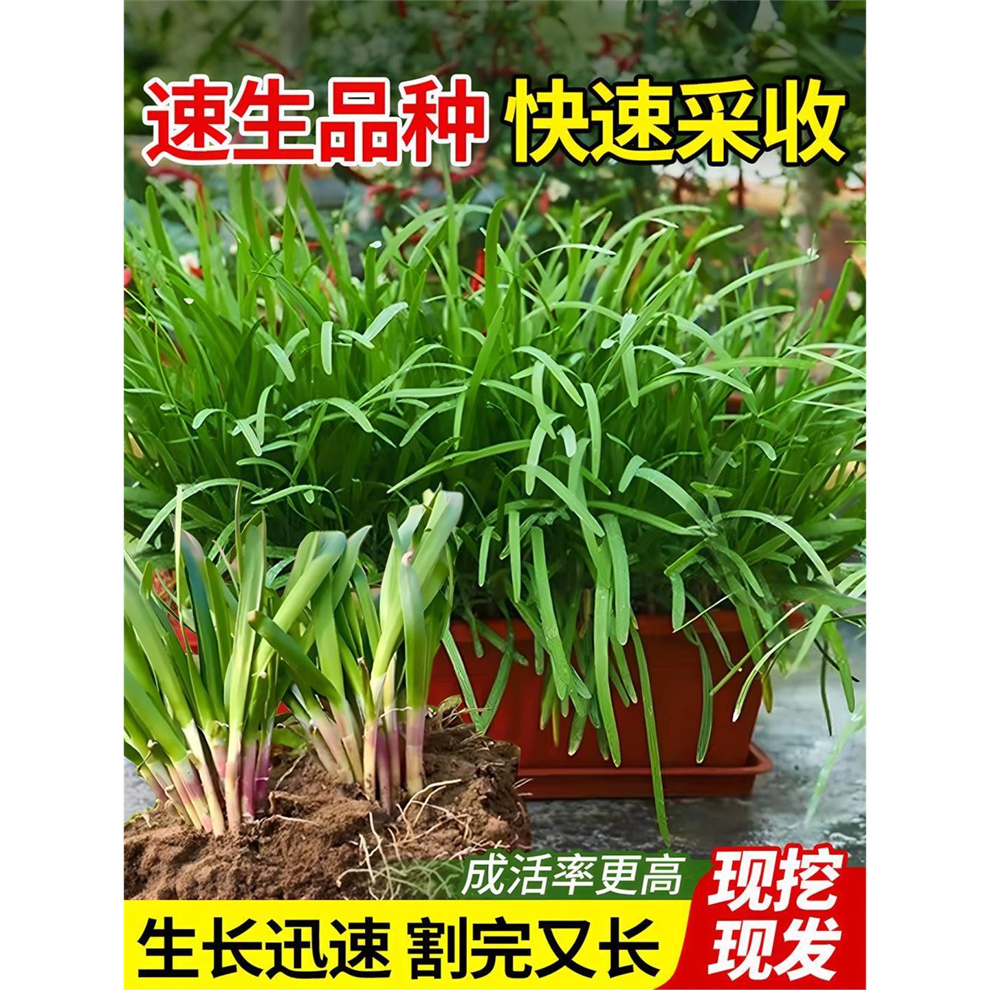 现挖韭菜根苗紫带土宽叶红