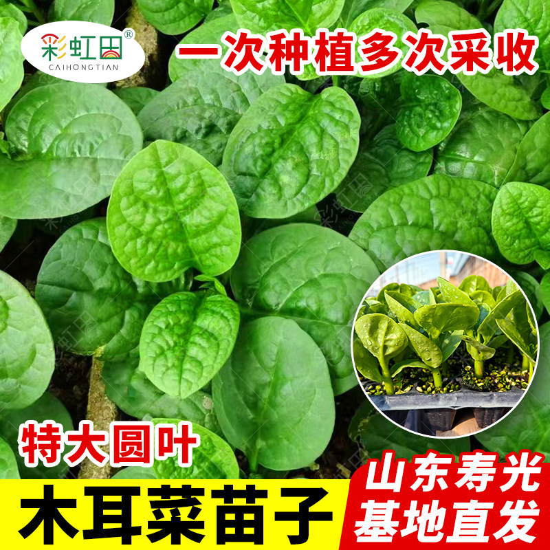 肥厚大叶木耳菜种子蔬籽四