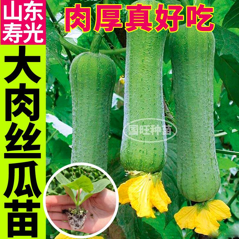 鲜嫩大肉丝瓜苗秧带土球中