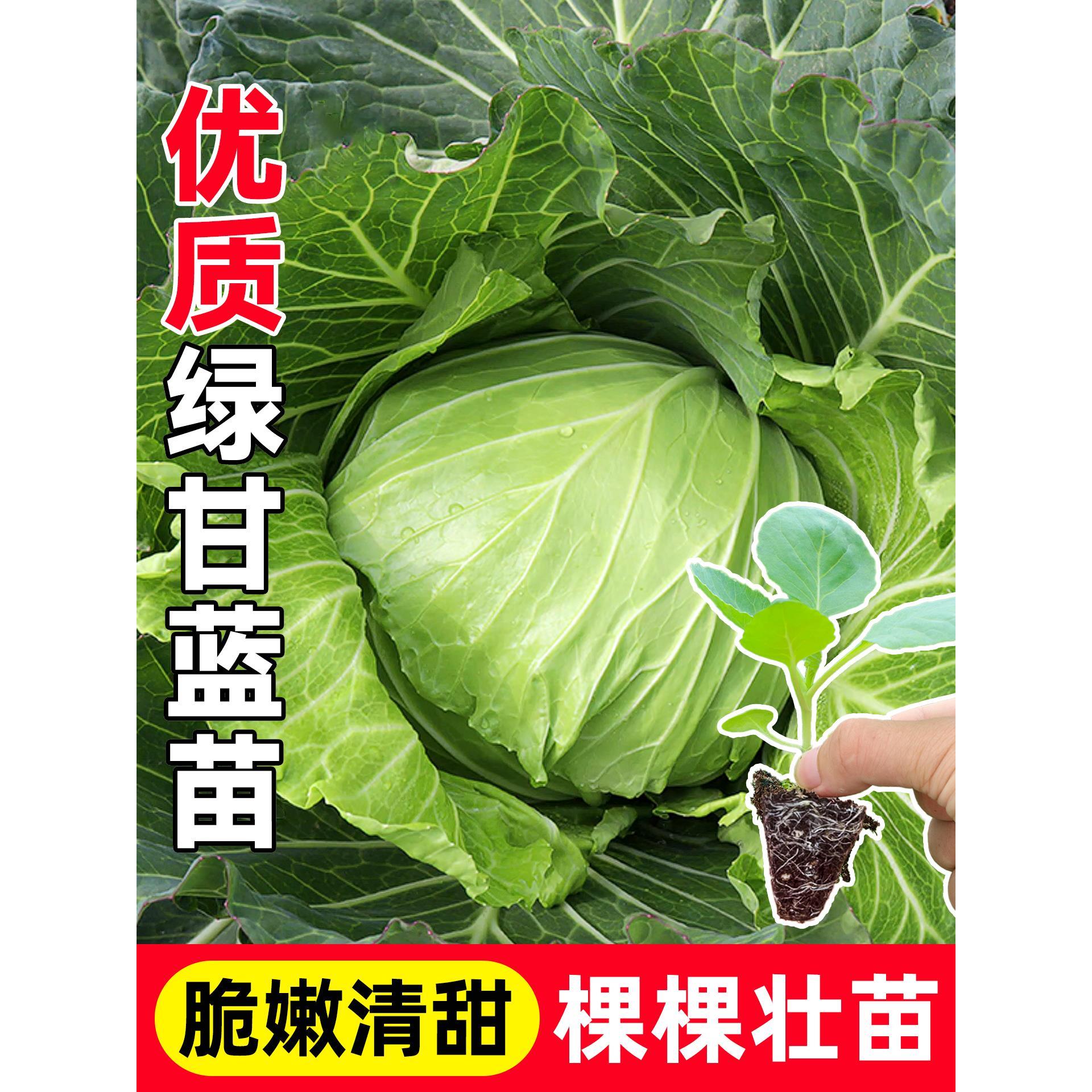 耐寒包菜秧苗带土牛心甘蓝