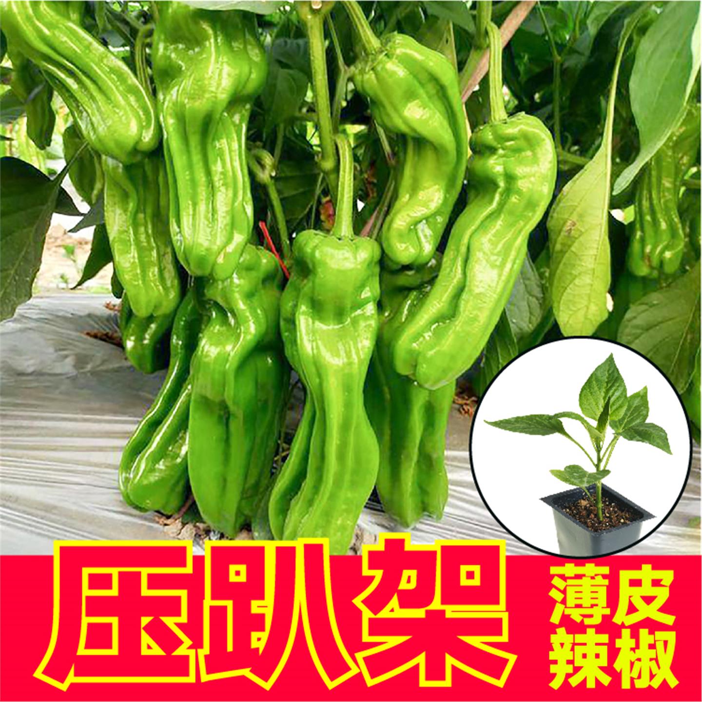 压趴架薄皮辣椒苗秧朝天羊