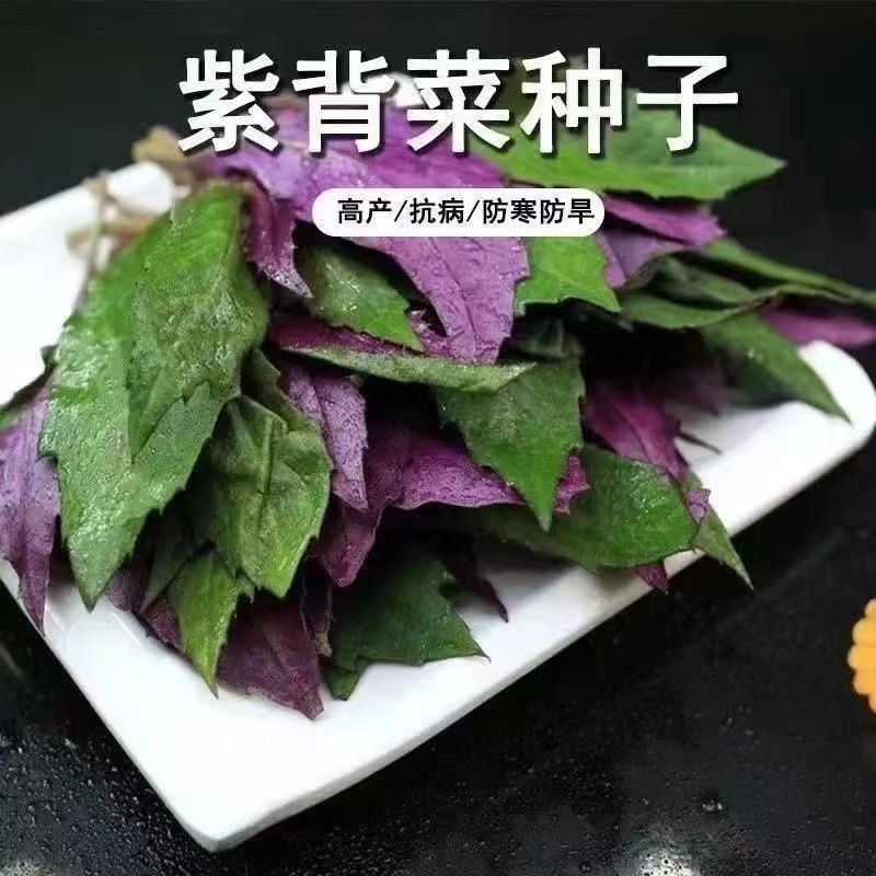 高产紫背菜观音蔬红天魁特