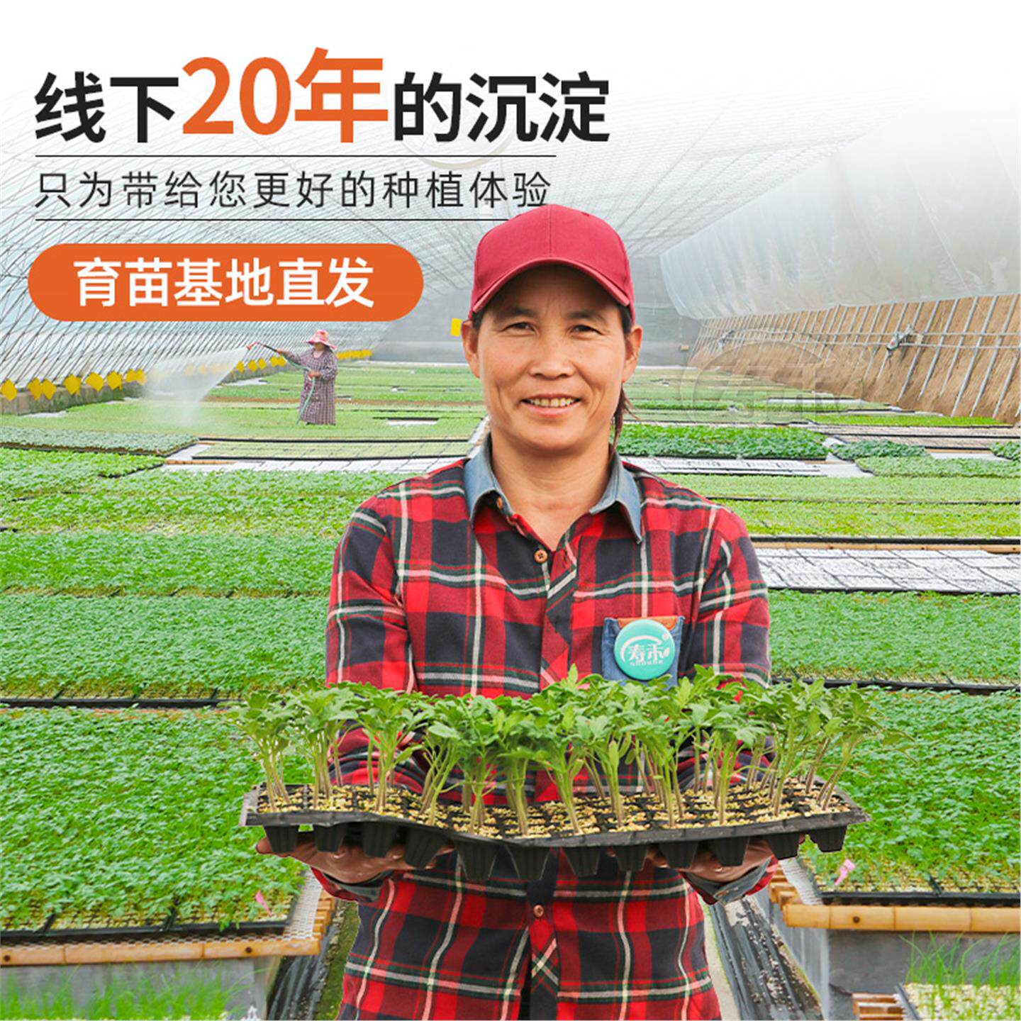 四季春南方蔬菜小秧苗千禧