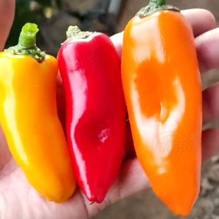 不辣的水果椒种子种籽辣椒苗秧菜苗盆栽蔬菜苗子春季南方籽种秧苗