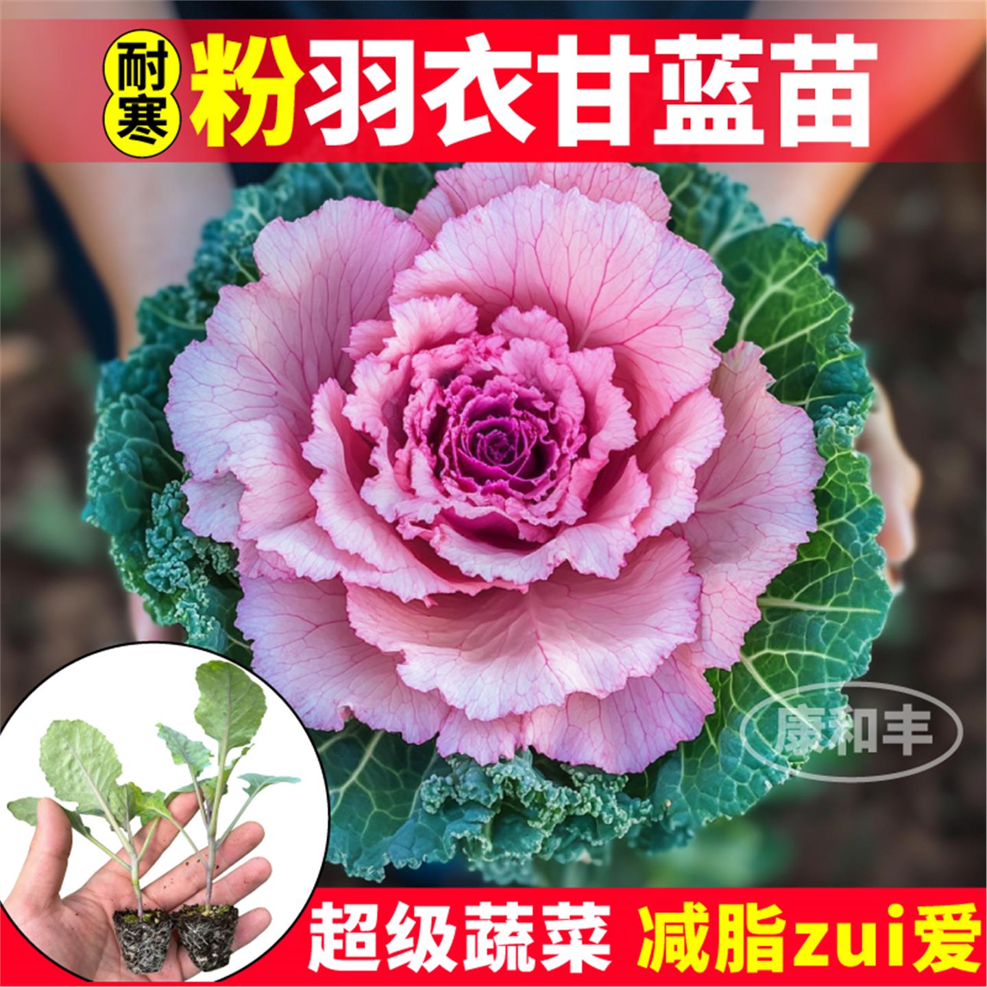 寿光耐寒观赏食用粉羽衣甘