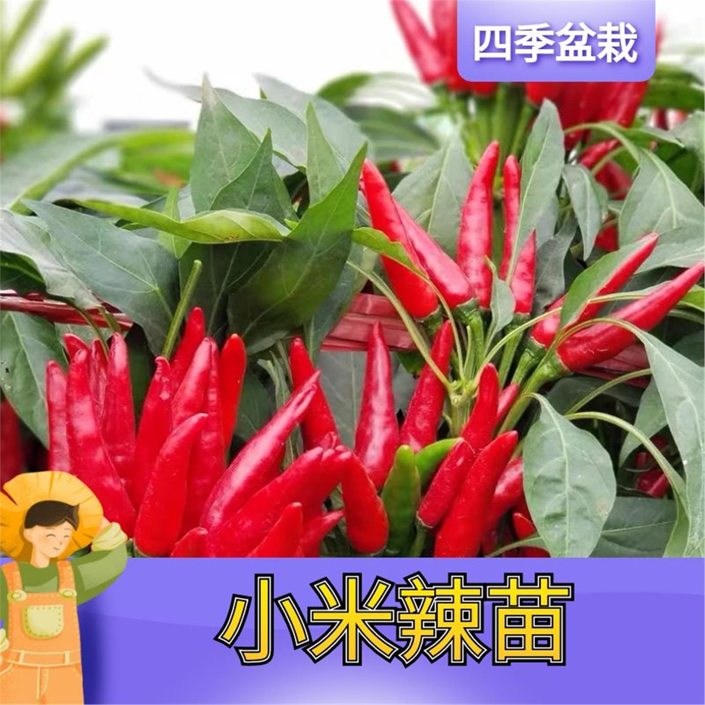 朝天椒盆栽带果小米苗辣特
