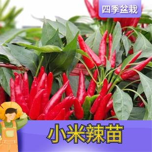 朝天椒盆栽带果小米椒苗小米辣辣椒苗特辣阳台四季开花结果绿植物