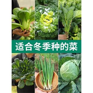 冬季青菜蔬菜种子种籽大全菠菜菜籽孑适合冬天9月份九月秋季种的