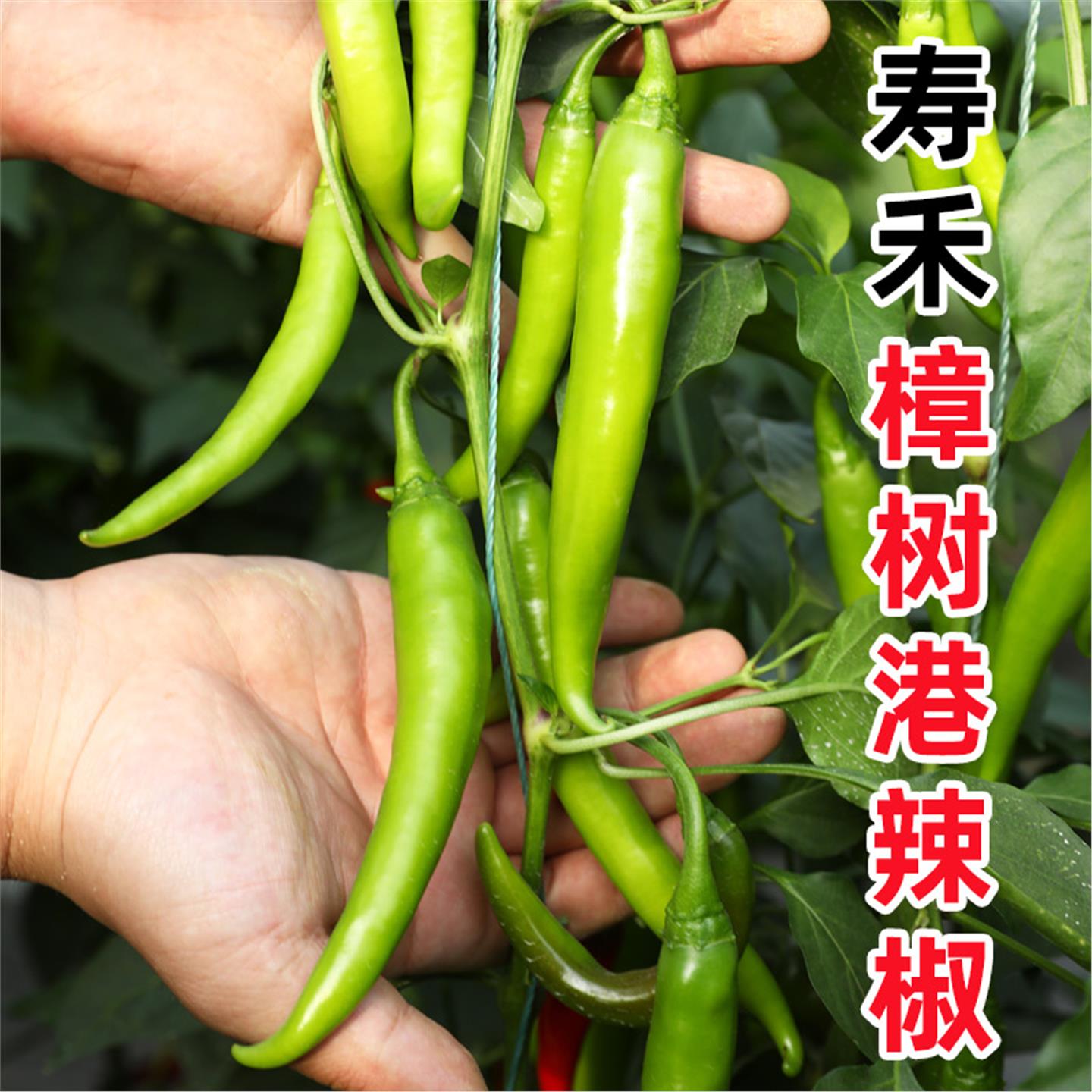 正宗湖南樟树港辣椒种籽子