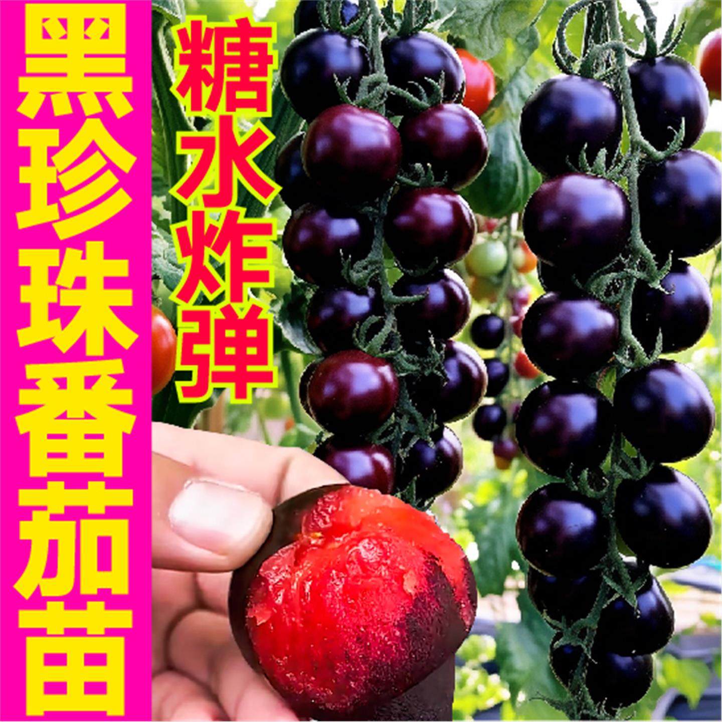寿光糖水炸弹黑珍珠番茄苗