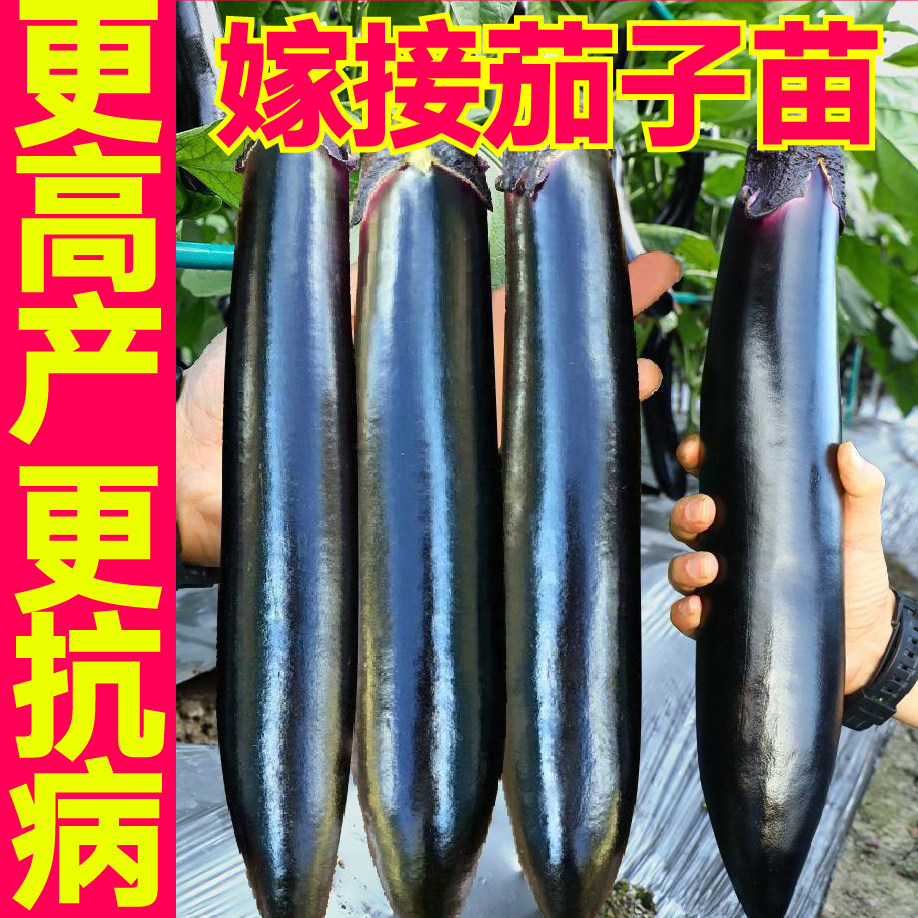 寿光嫁接大龙长茄秧苗带土