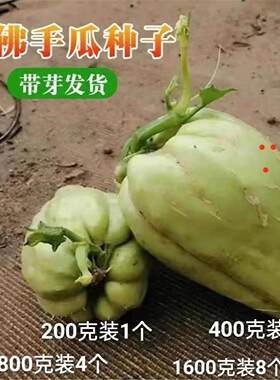 云南佛手瓜苗新鲜种子带芽