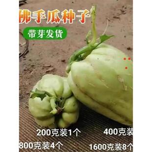 云南佛手瓜苗新鲜种瓜苗种子带芽发芽老瓜丰收瓜洋丝瓜倭瓜福寿瓜
