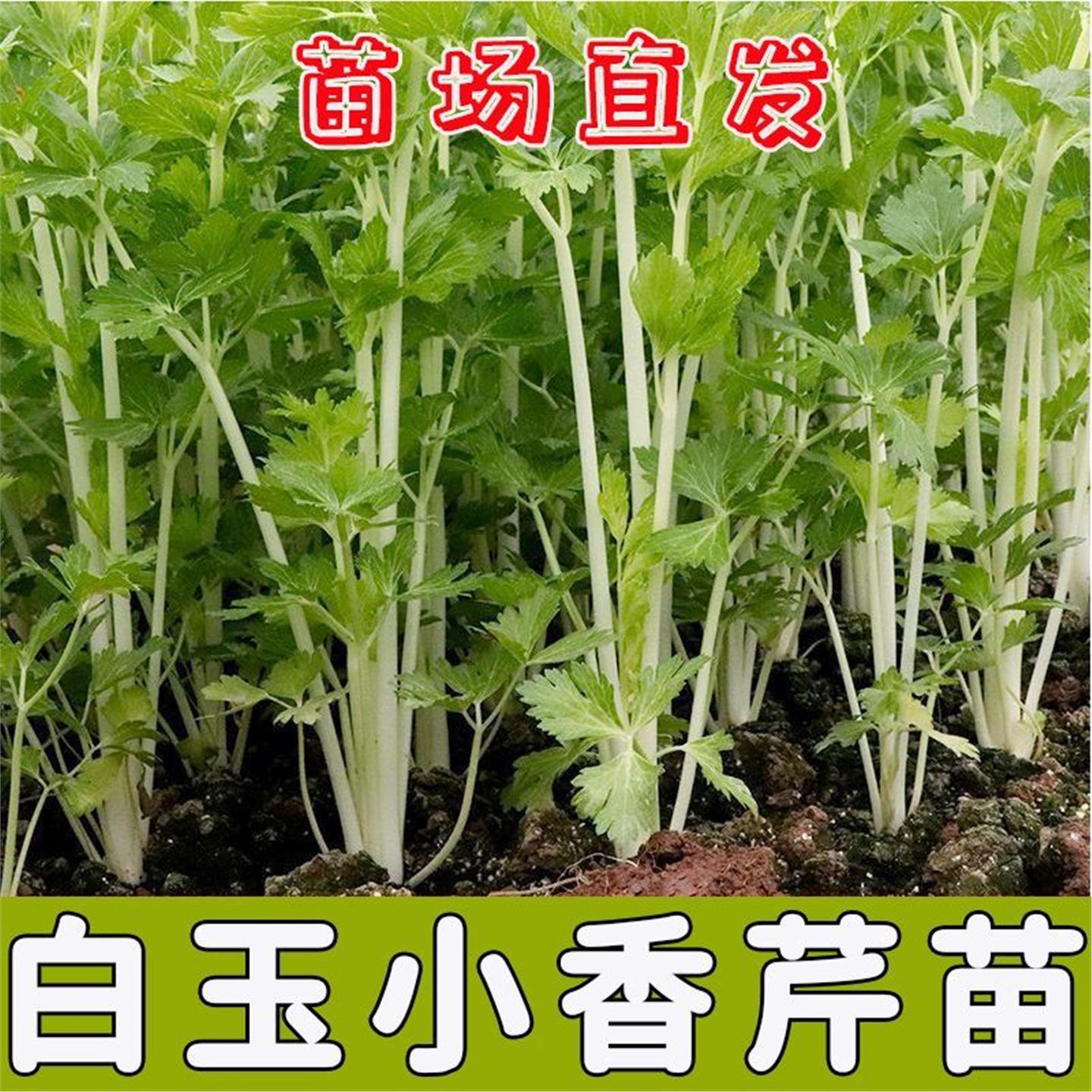 四季白芹菜苗秧脆嫩川杆梗