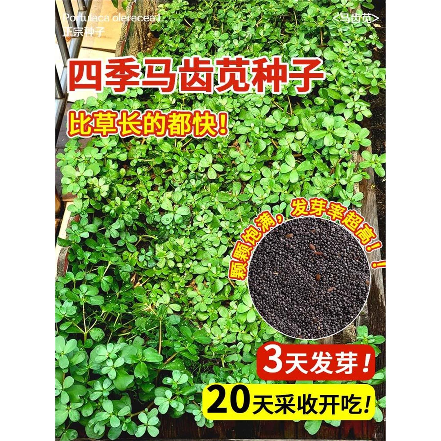 马齿苋菜种籽新鲜四季蔬子