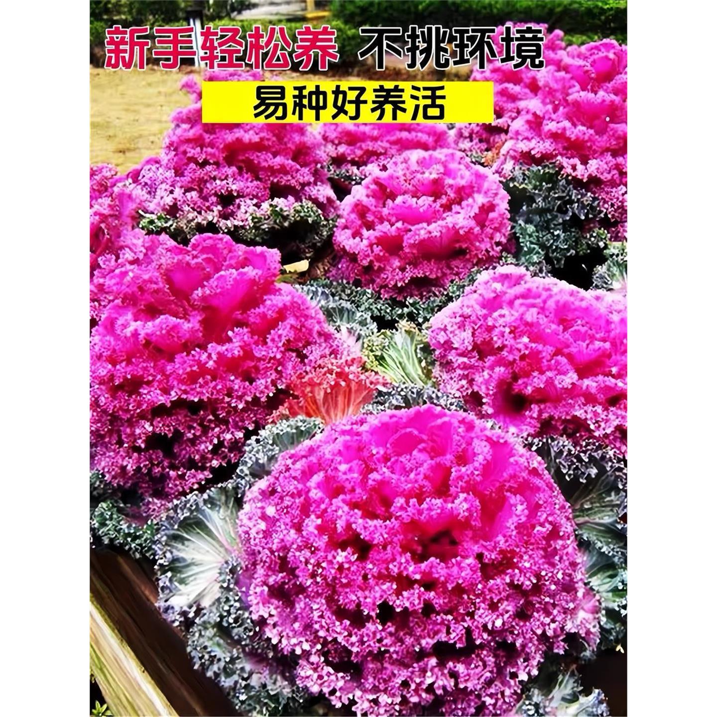 羽衣甘蓝种孑紫色可食用观