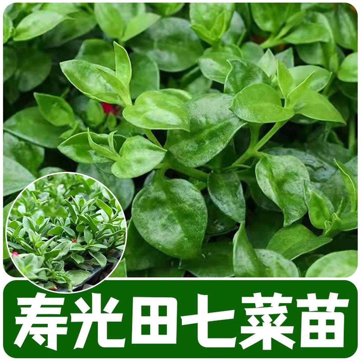 田七种苗秧苗食用保健菜特色菜三七花卉四季室内阳台盆栽蔬菜种子