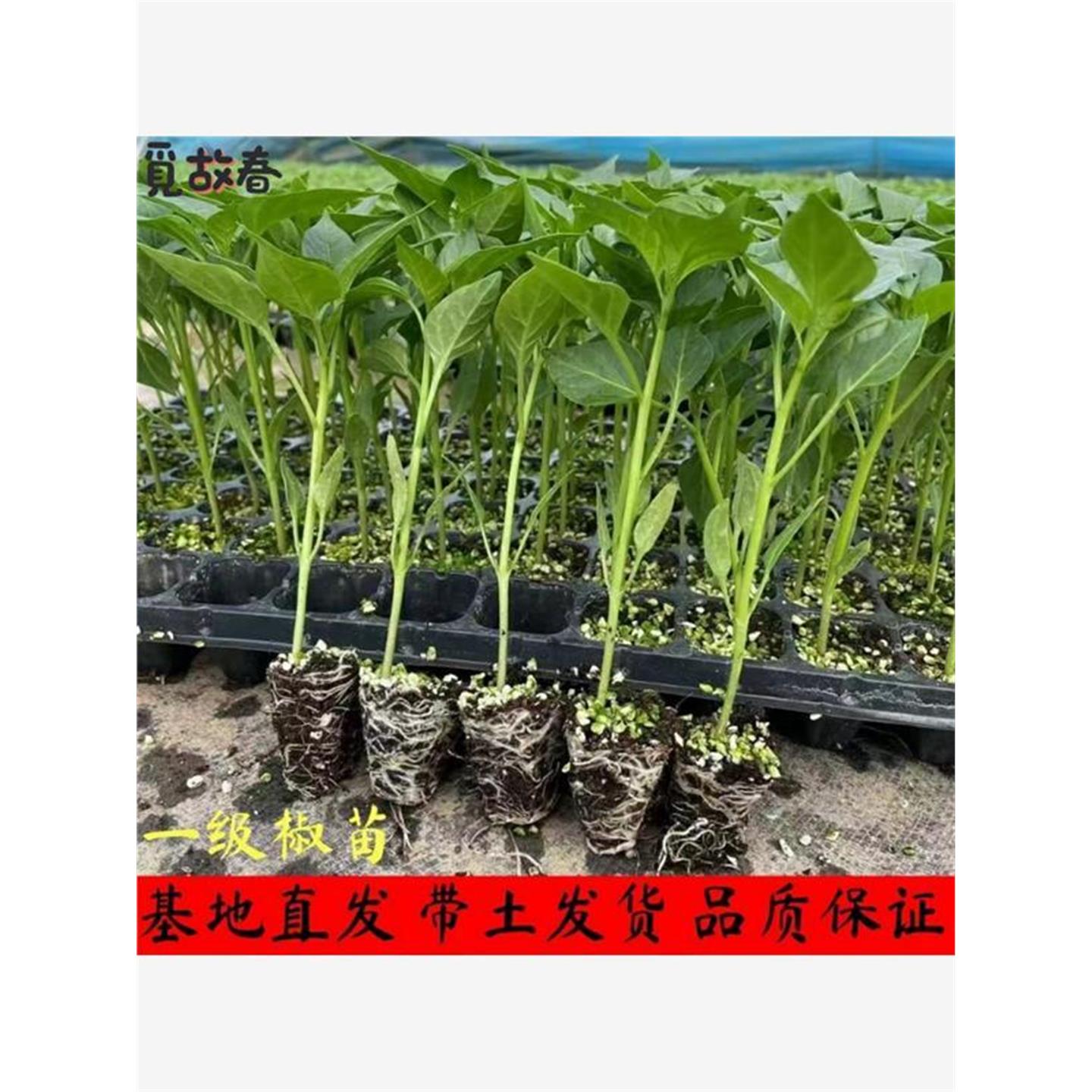 绿甜椒苗子大果菜辣圆早熟