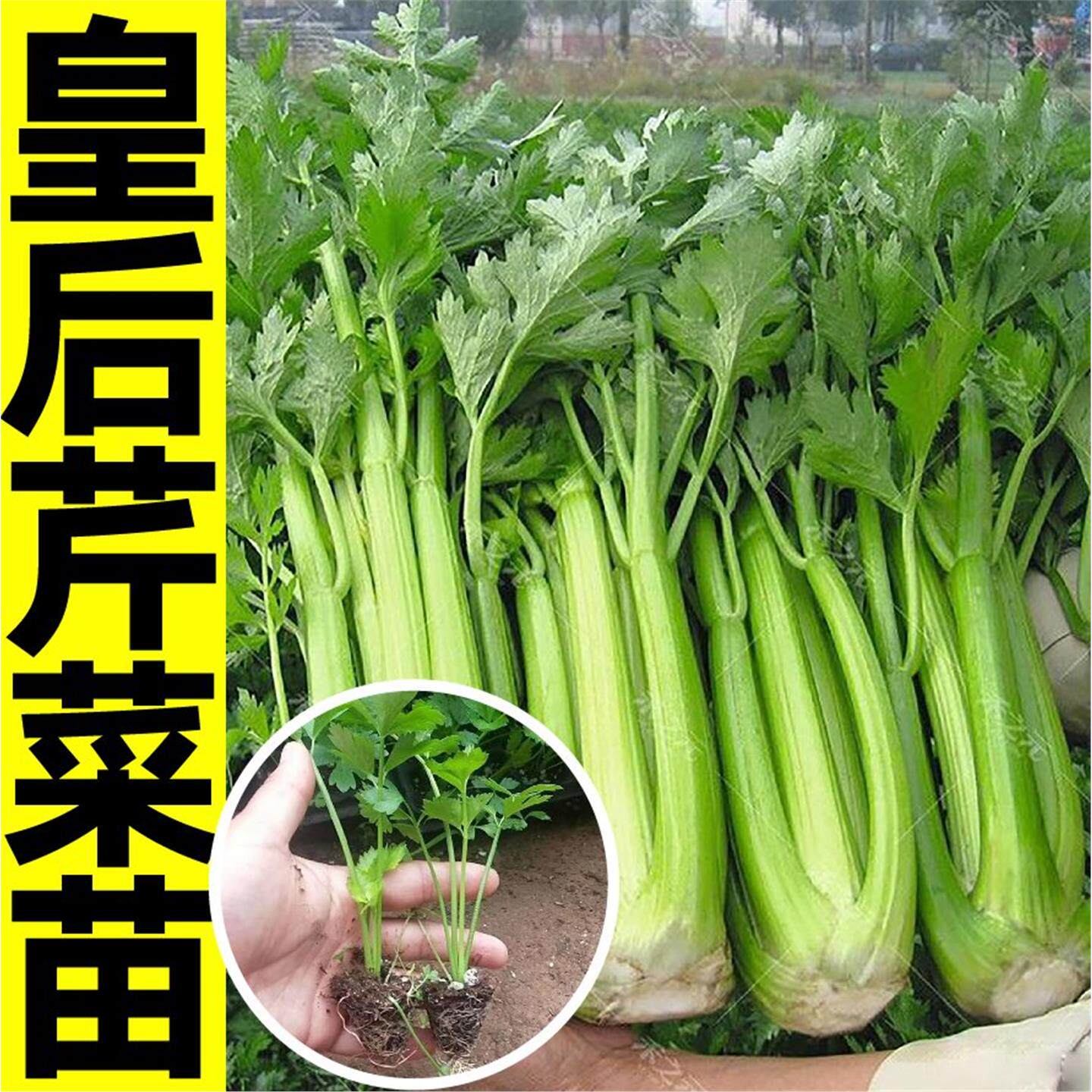寿光高产皇后大肉西芹菜苗