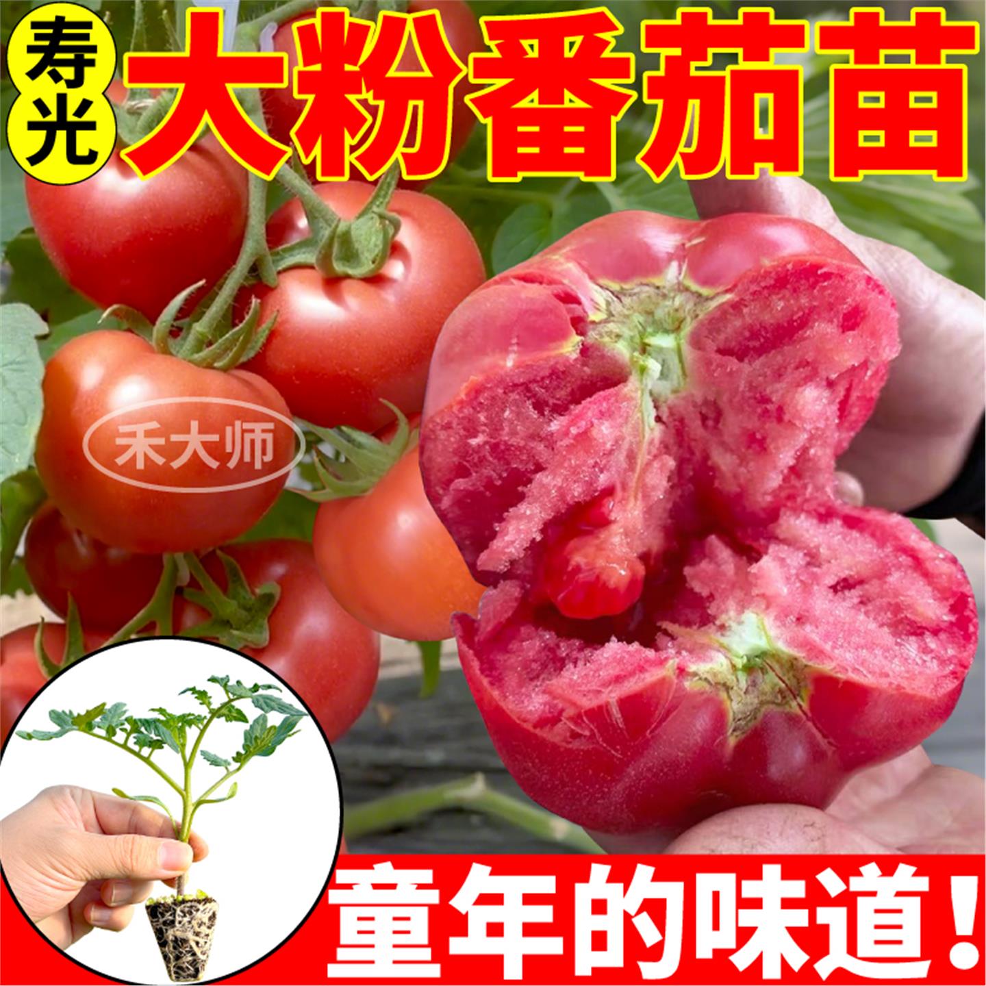 沙瓤爆甜大粉番茄秧苗高产
