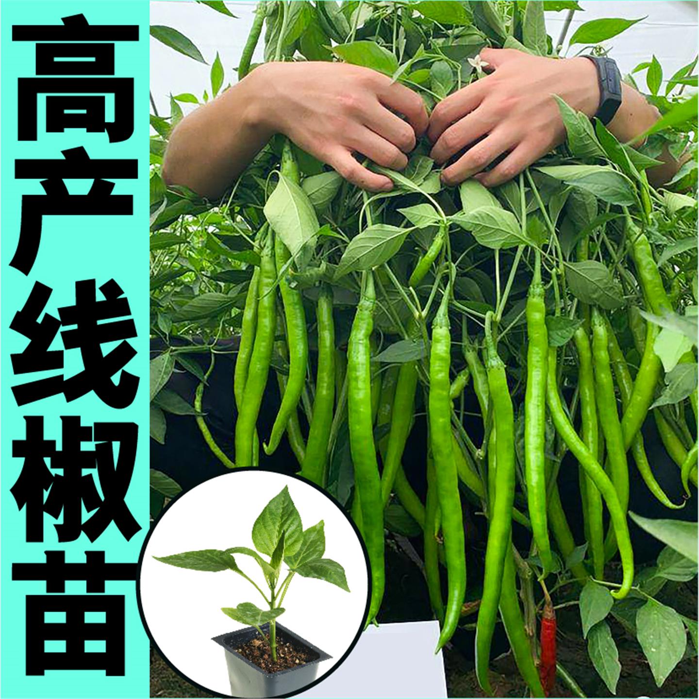 高产长线椒苗秧带土香辣二